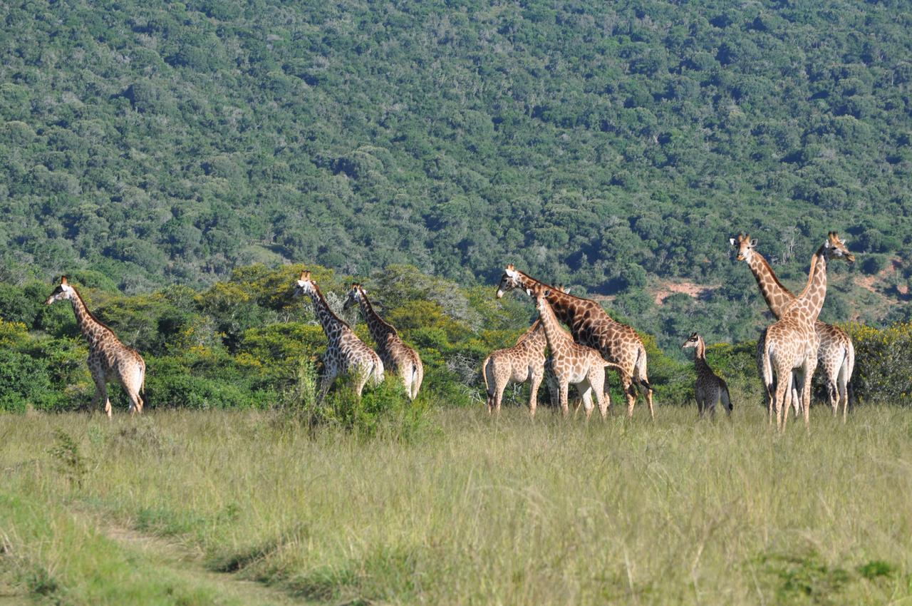 Hopewell Private Game Reserve Buyskloof Exterior foto